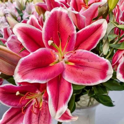 Лилия Гаучо Лилия Гаучо - Dolina-Sad.Ru