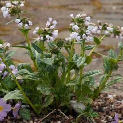 Медуница Миссис Киттл Медуница Миссис Киттл - Dolina-Sad.Ru