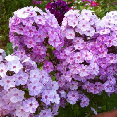 Флокс метельчатый "Cвит саммер кампакт лайлак виз ай" фото