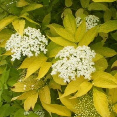 Бузина чёрная Ауреа, С3 - Dolina-Sad.Ru