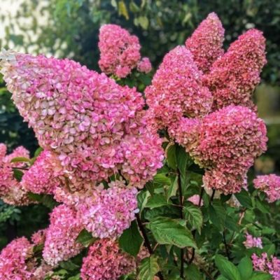 Гортензия метельчатая Мартинвас Гортензия метельчатая Мартинвас - Dolina-Sad.Ru