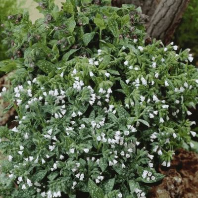 Медуница лекарственная Сиссингхерст Вайт - Dolina-Sad.Ru