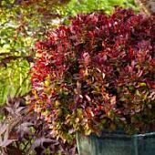 Барбарис Тунберга Голден Руби Барбарис Тунберга Голден Руби - Dolina-Sad.Ru