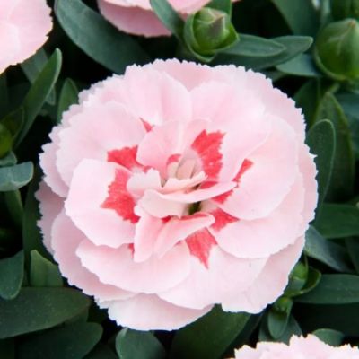 Гвоздика Оскар Пинк Стар - Dolina-Sad.Ru