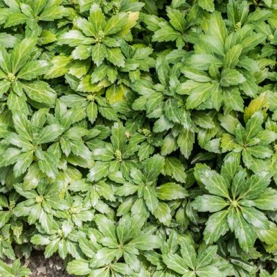 Пахизандра верхушечная Грин Карпет, С3 Пахизандра верхушечная Грин Карпет, С3 - Dolina-Sad.Ru