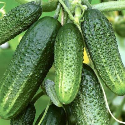 Огурец Бабушкин внучок F1 корнишон автор. - Dolina-Sad.Ru