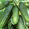Огурец Бабушкин внучок F1 корнишон автор. - Dolina-Sad.Ru