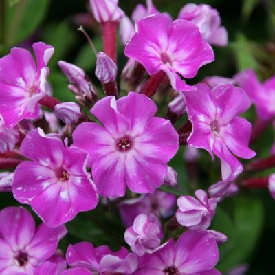 Флокс метельчатый Флейм Про Виолет Шарм , С1,5 фото