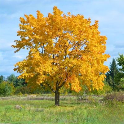 Клен остролистный, С15 - Dolina-Sad.Ru