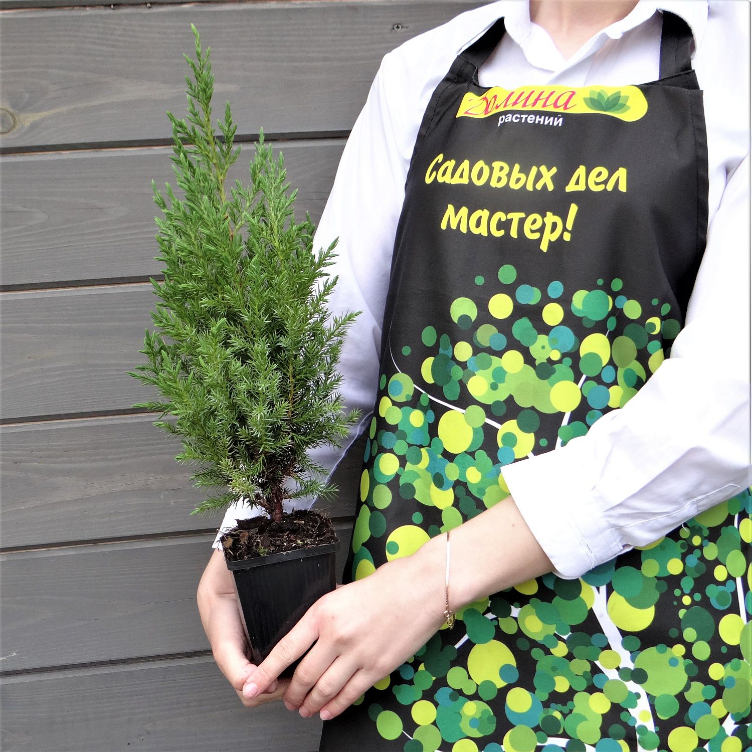 Можжевельник китайский Стрикта, С3 - Dolina-Sad.Ru