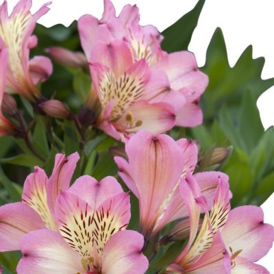 Альстромерия Флирт - Dolina-Sad.Ru