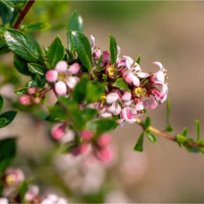 Эскаллония Пинк Карпет - Dolina-Sad.Ru