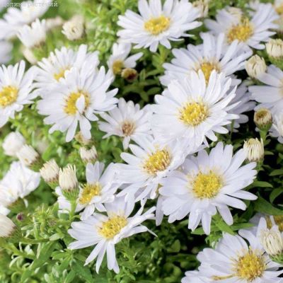 Астра кустарниковая Шнеекисен Астра кустарниковая Шнеекисен - Dolina-Sad.Ru