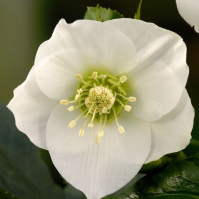 Морозник Претти Эллен Вайт Морозник Претти Эллен Вайт - Dolina-Sad.Ru