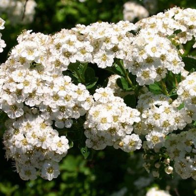 Спирея ниппонская Сноумаунд, С3 - Dolina-Sad.Ru