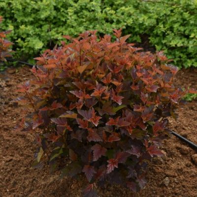 Пузыреплодник калинолистный Андре, С2 - Dolina-Sad.Ru