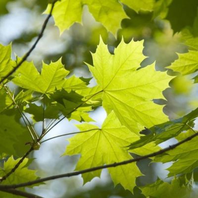 Клен остролистный, С15 - Dolina-Sad.Ru