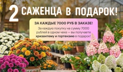 Подарок хризантема и гортензия - Dolina-Sad.Ru