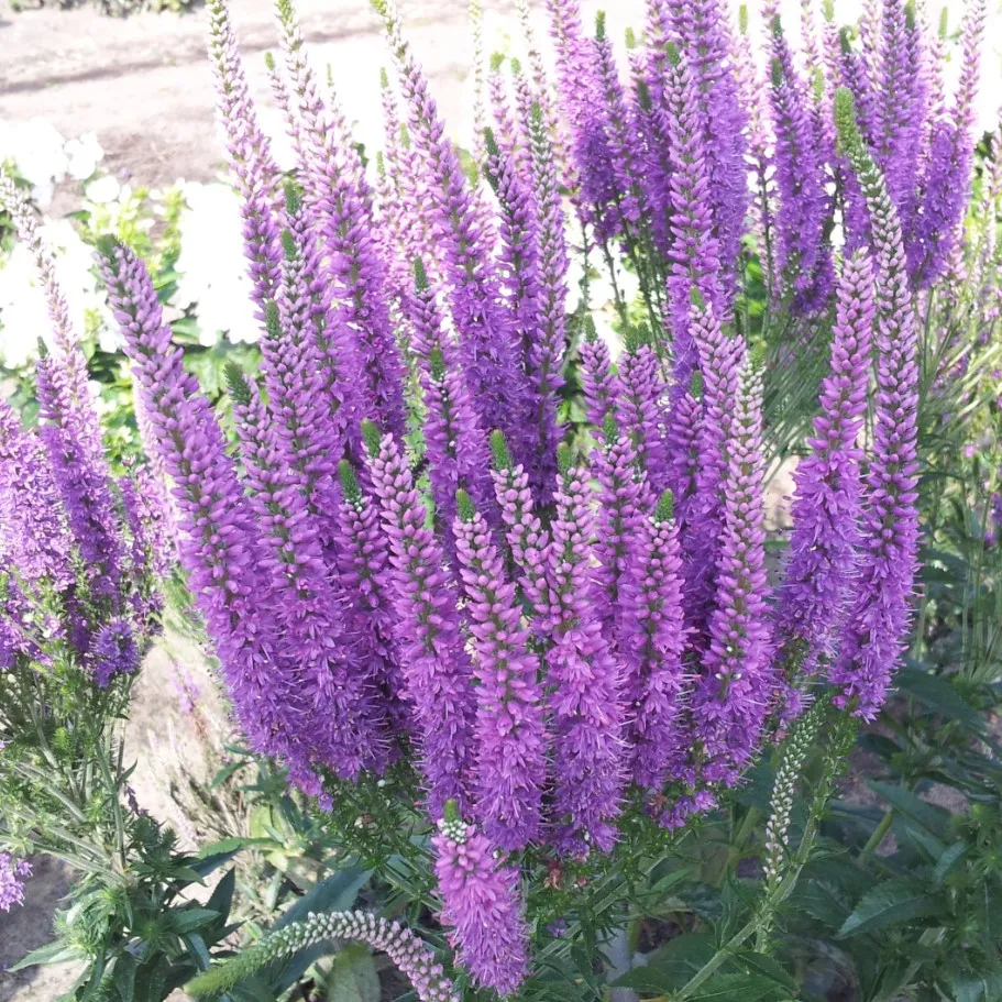 Veronica longifolia Speedwell растение