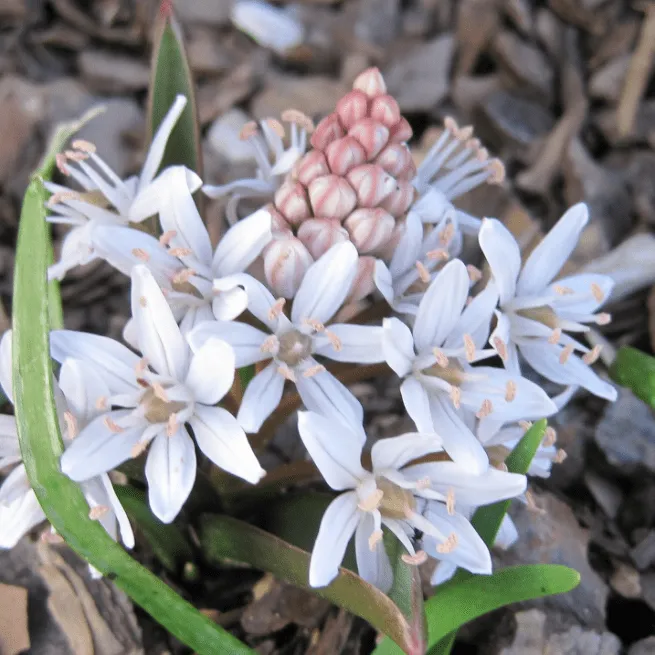 Сцилла bifolia rosea