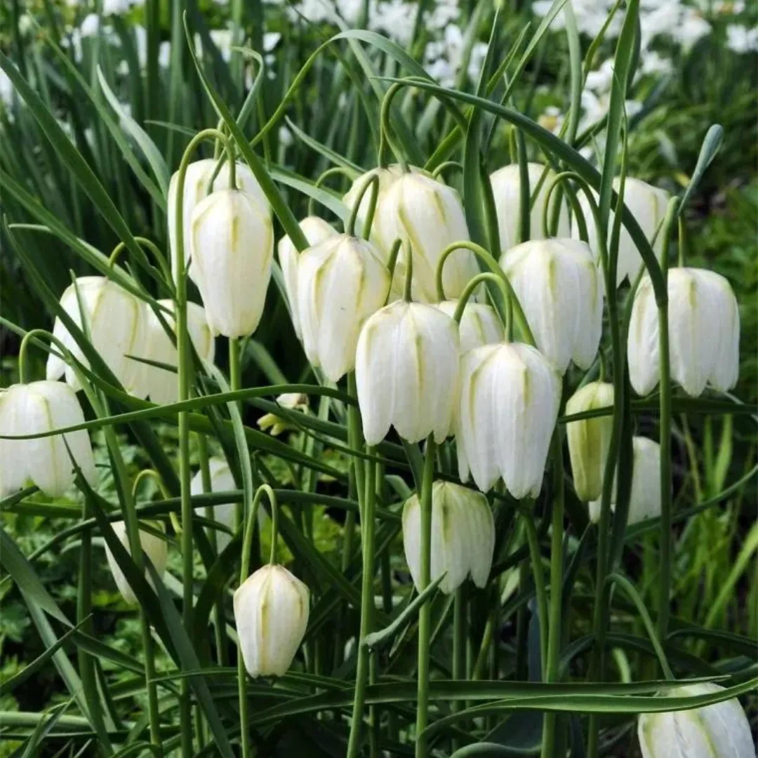 Рябчик шахматный Fritillaria meleagris