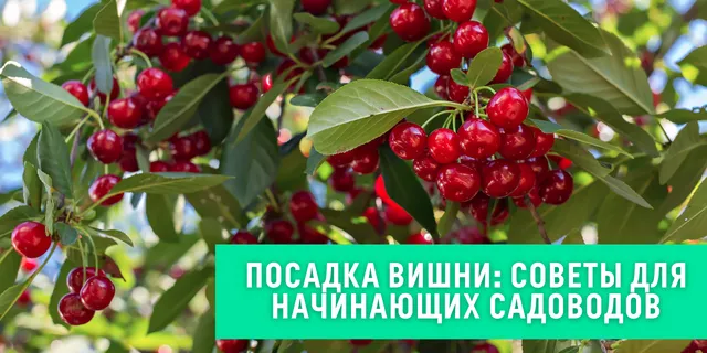 Саженцы колоновидной вишни - купить колоновидные вишни в Украине - Posadka