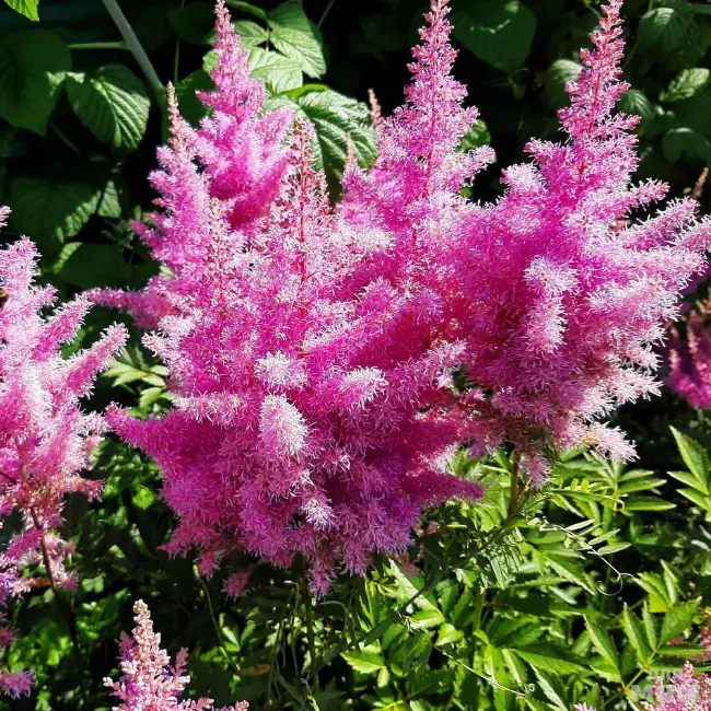 Астильба. Астильба розовая. Астильба кустарник. Astilbe davidii.