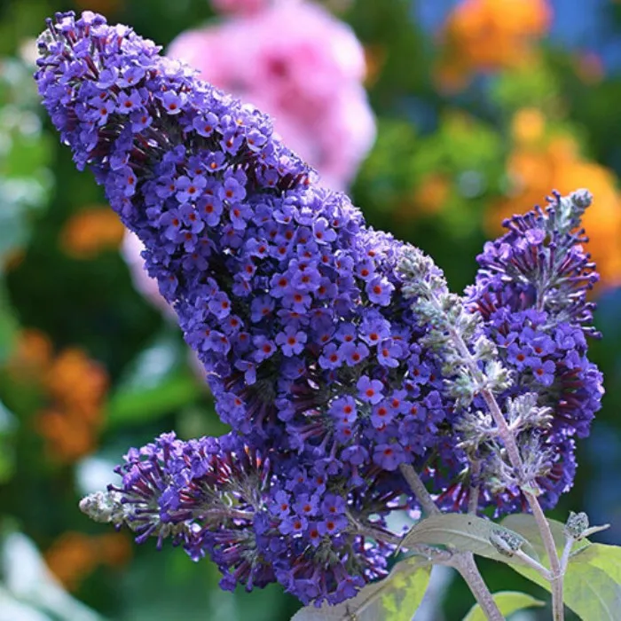 Буддлея Давида Buddleja davidii