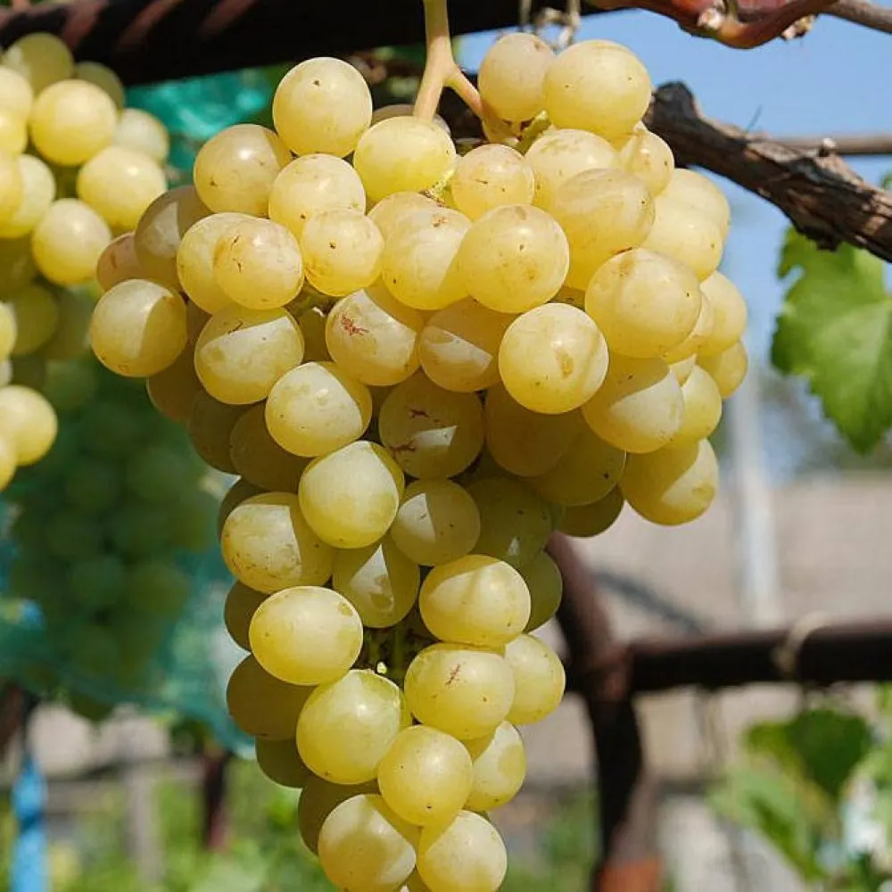 Мускат белый виноград фото. Сорт винограда Мускат. Виноград итальянский Мускат. Мускат Гамбургский виноград. Мускат Одесский сорт винограда.