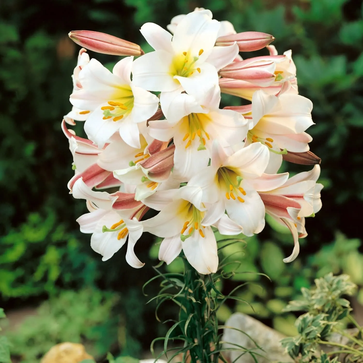 Горшок цветочный подвесной Лилия в ассортименте 2,5 л