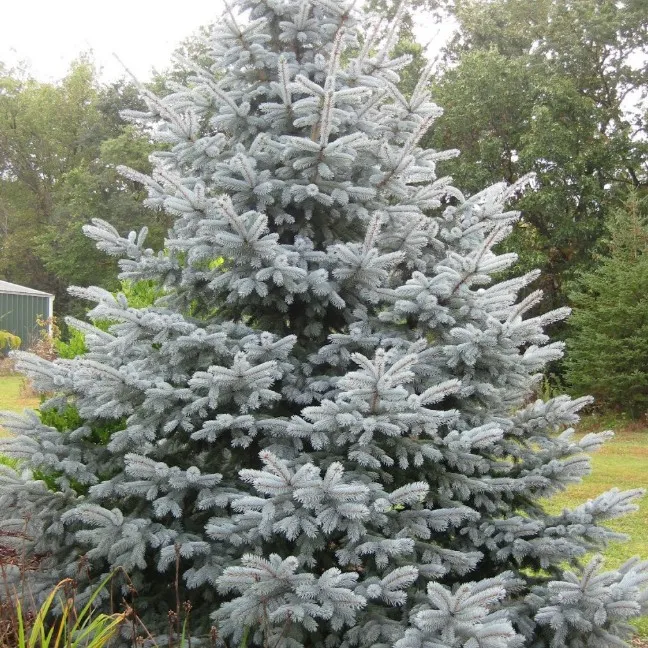 Ель колючая голубая описание. Ель колючая (Picea pungens "fat Albert". Ель колючая Edith. Ель колючая Эдит. Ель колючая Picea pungens.