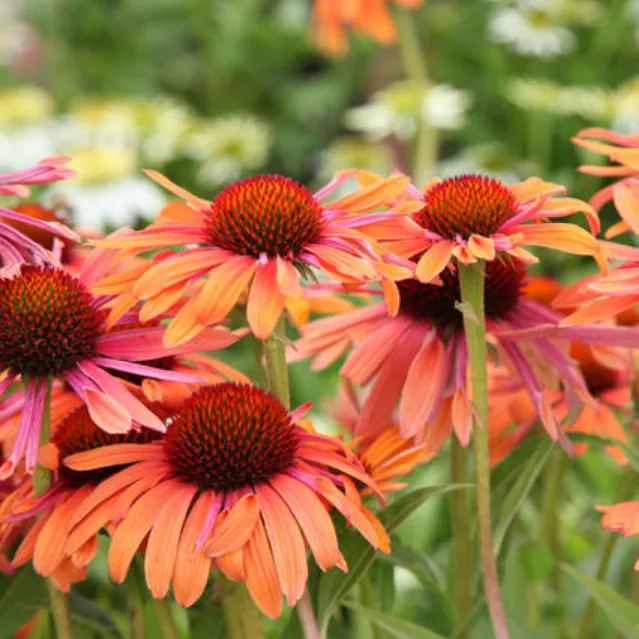 Эхинацея пурпурная. Эхинацея пурпурная (Echinacea purpurea). Эхинацея пурпурная lakote Orange. Эхинацея Лакота оранж.