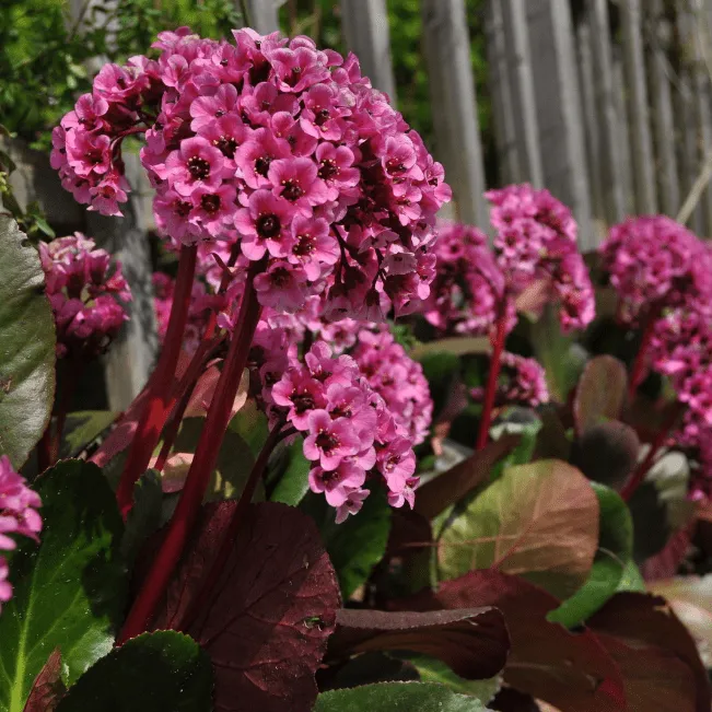 Баден цветок фото. Бадан сердцелистный. Бадан сердцелистный (Bergenia cordifolia). Бадан Бергения флирт. Бадан (Bergenia).