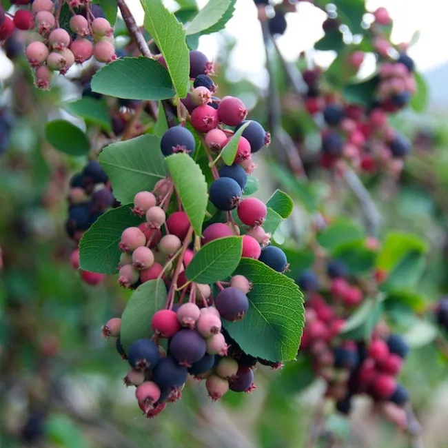 Ирга 3. Ирга круглолистная. Ирга ягода. Ирга канадская (Amelanchier canadensis). Ирга ольхолистная.