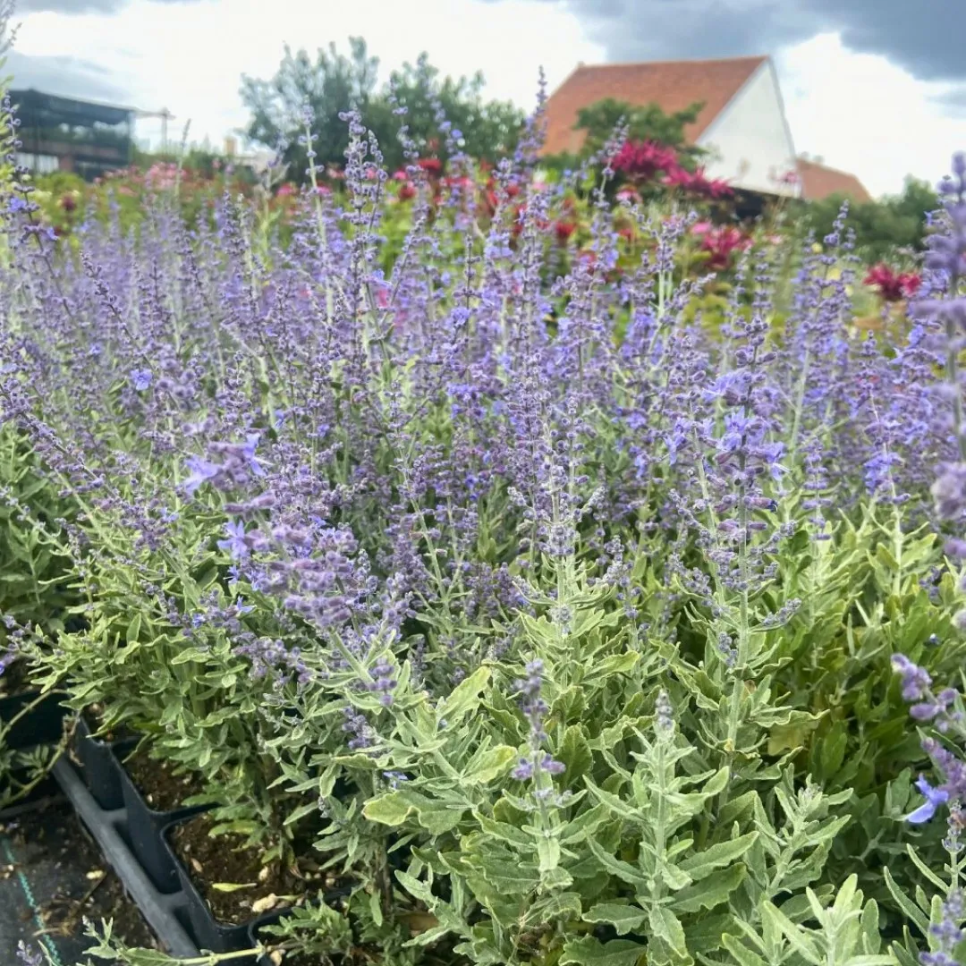 Перовския Perovskia atriplicifolia Rocketman