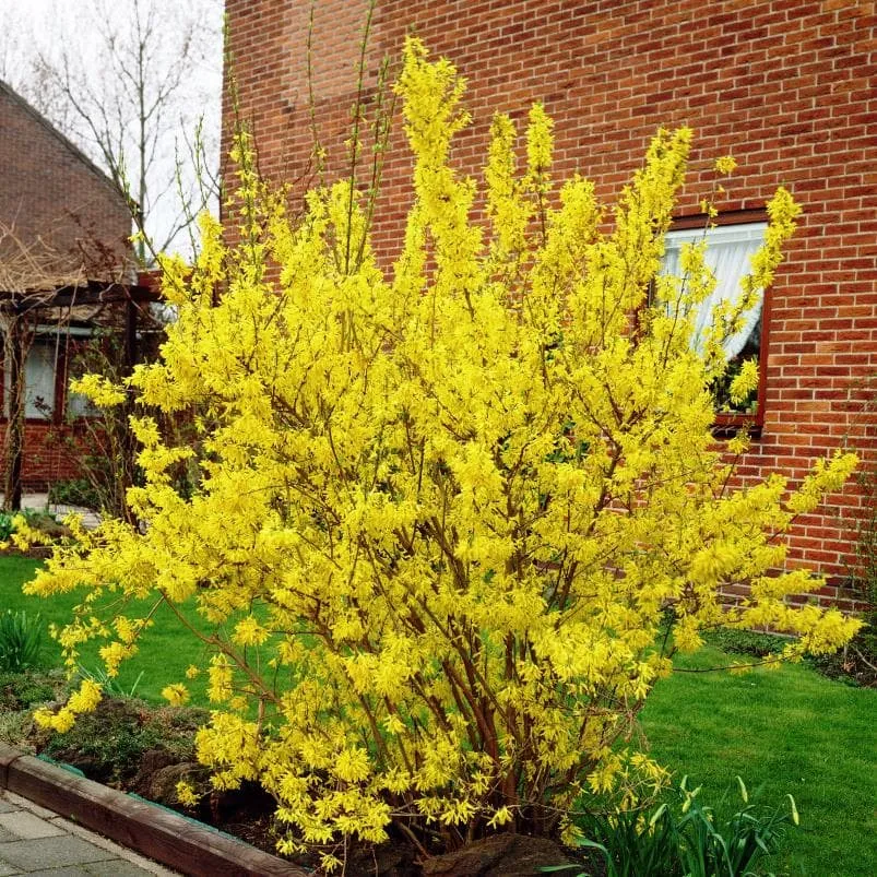 Форзиция промежуточная (Forsythia Intermedia Lynwood c2