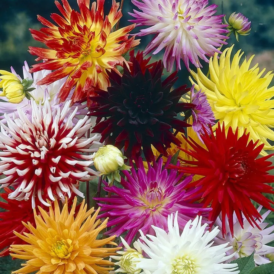 Георгины Dahlia Mix