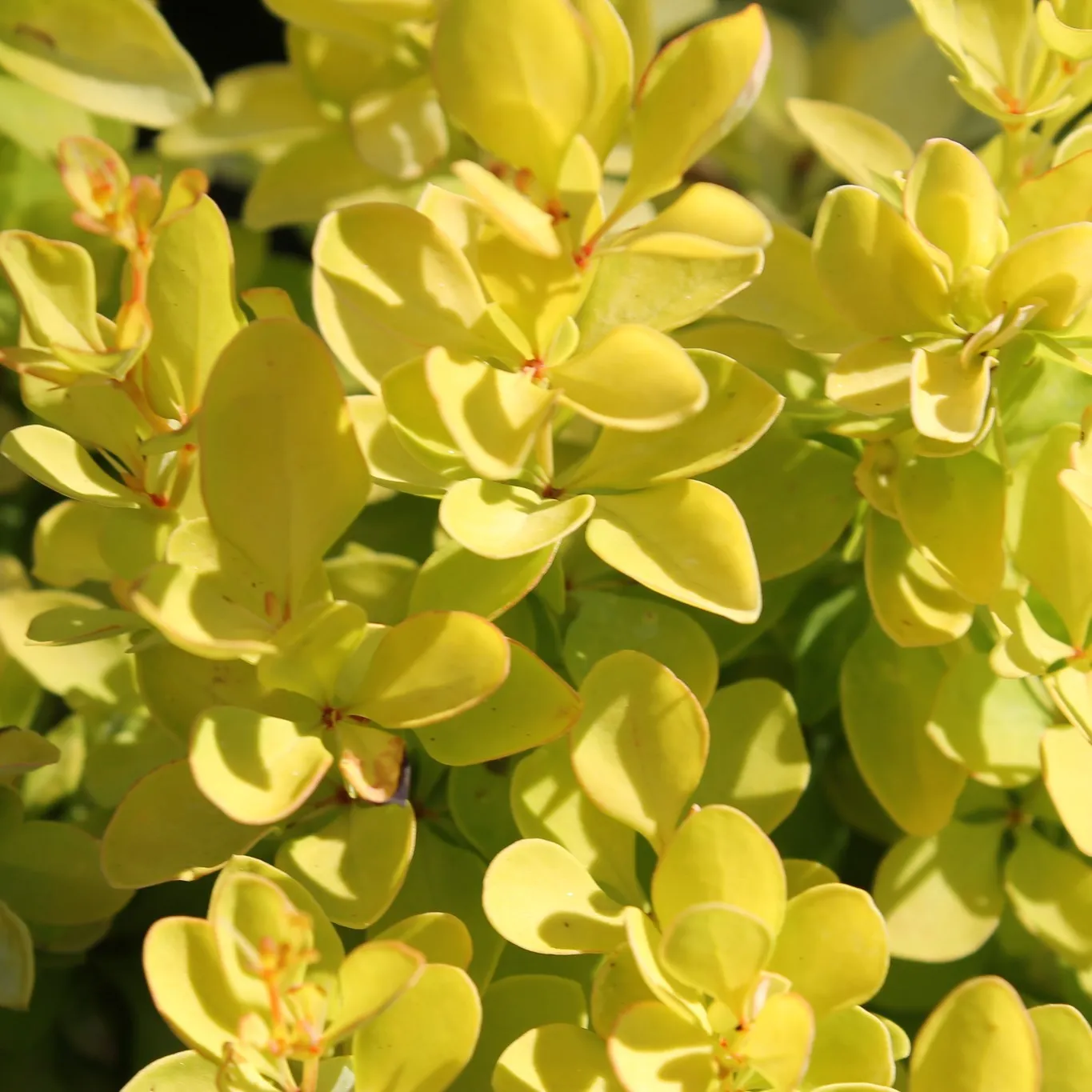 Барбарис Тунберга Limoncello