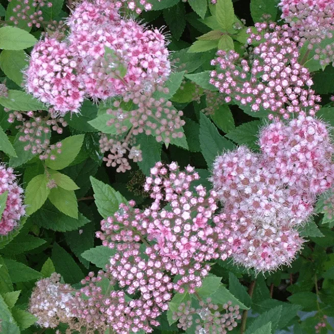 Спирея японская Манон. Спирея японская Nana. Спирея японская (Spiraea japonica `Nana`).