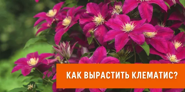 42 растения с синими цветками | Дизайн участка (steklorez69.ru)