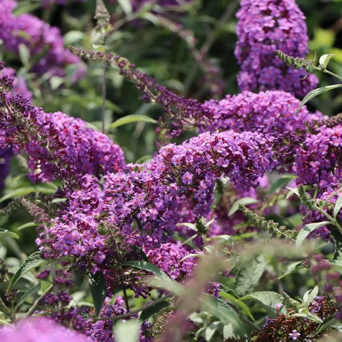 Pugster Amethyst Butterfly Bush Buddleia