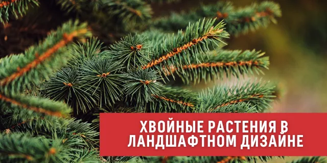 Хвойные растения в ландшафтном дизайне🌲🌳