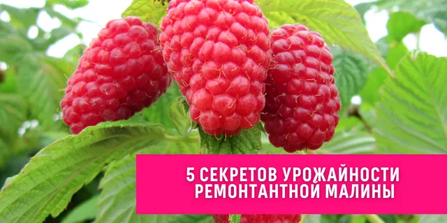 5 секретов урожайной ремонтантной малины