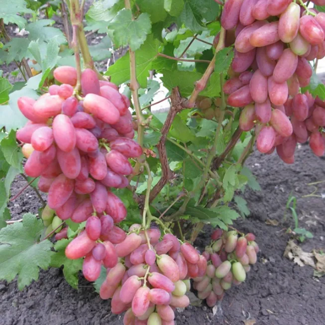 Сорт винограда Ризамат. Виноград розовый Ризамат. Виноград Ризамат красный.