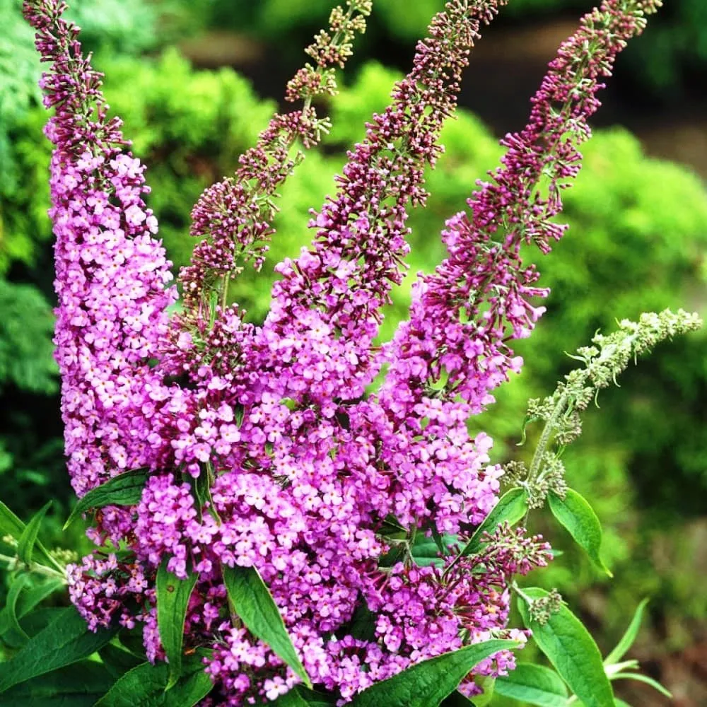 Буддлея Давида Buddleja davidii