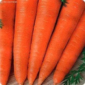 Морковь Красный великан: отзывы, описание сорта, урожайность, фото, характеристика