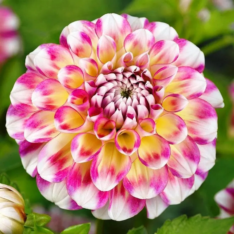 Георгины Dahlia