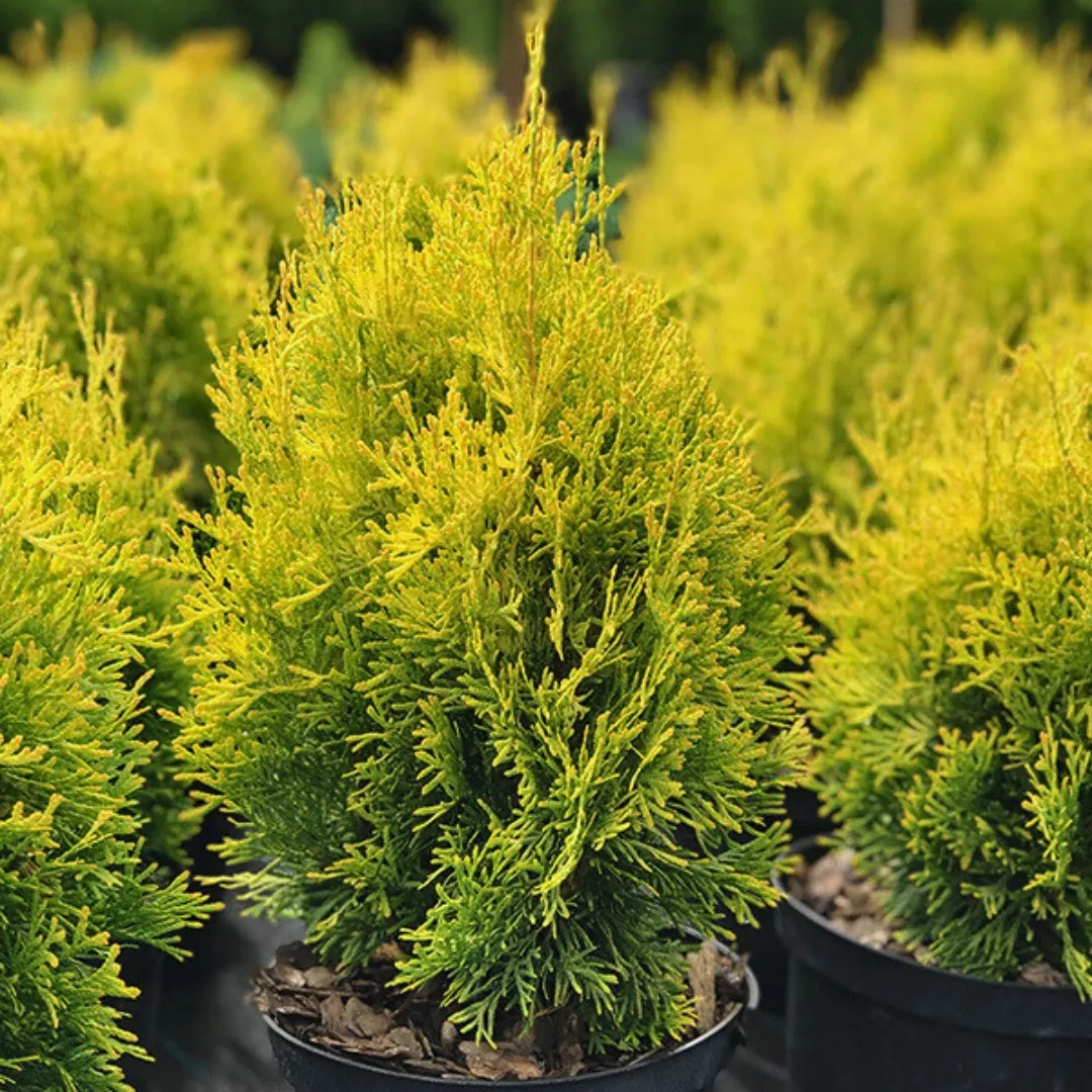 Thuja occidentalis aurea. Туя Малониана Ауреа. Туя Западная Малониана Ауреа. Туя Западная Малоняна Аурея. Туя Западная Малоньяна Ауреа (Malonyana Aurea).