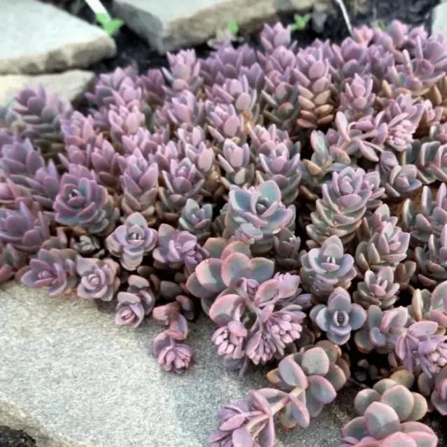 Очиток толстоветвистый Sedum pachyclados