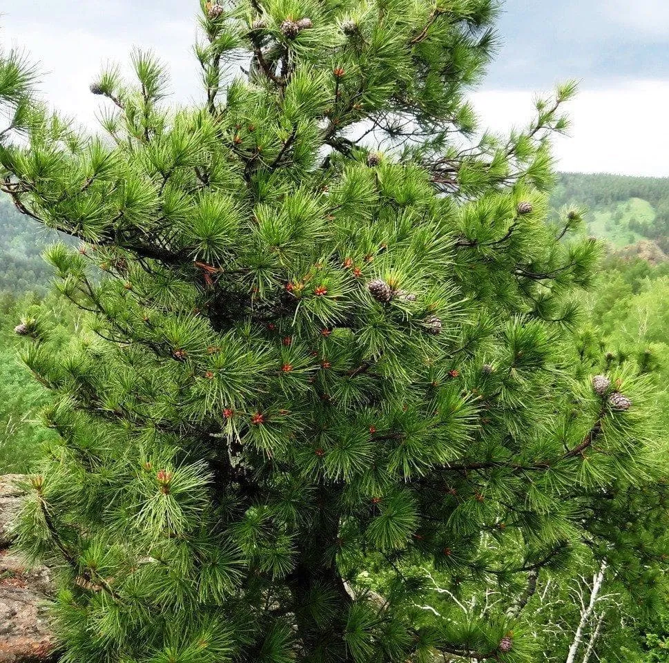 Кедр хвойная порода. Сосна Кедровая Сибирская. Сибирский кедр. Pinus sibirica. Кедр дерево.